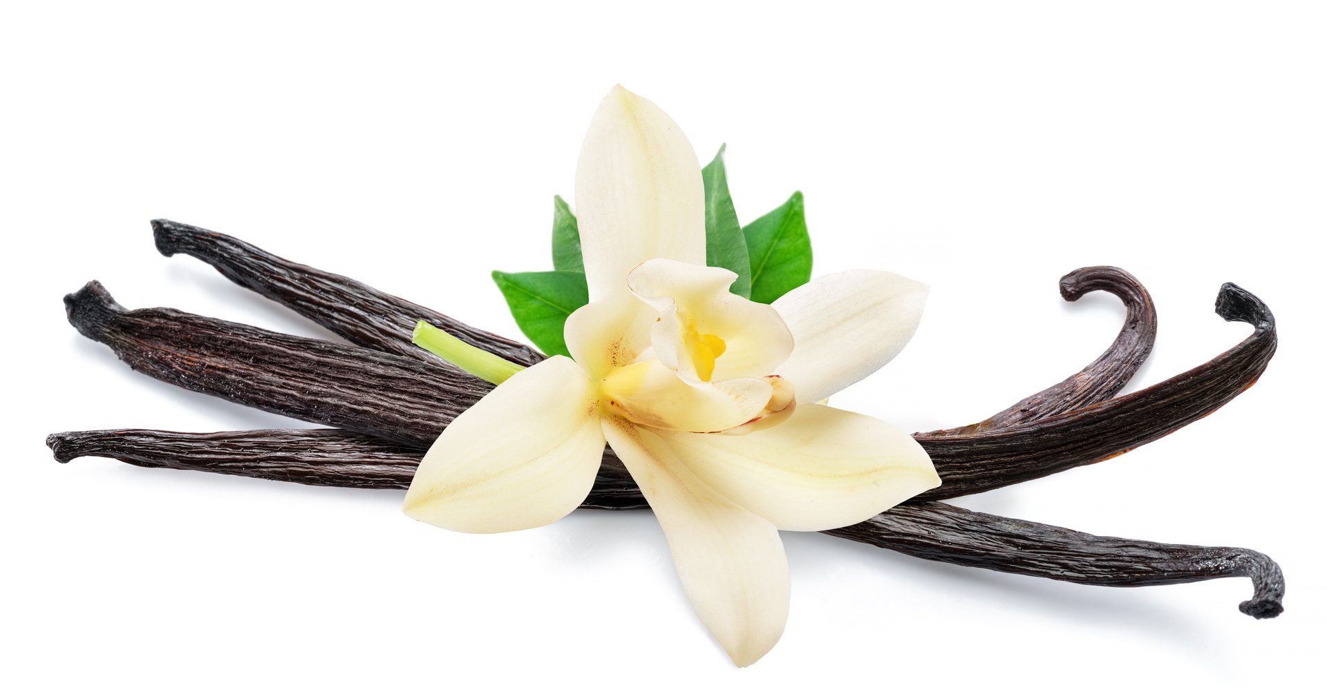 Tender vanilla orchid and dry vanilla sticks isolated on white background.