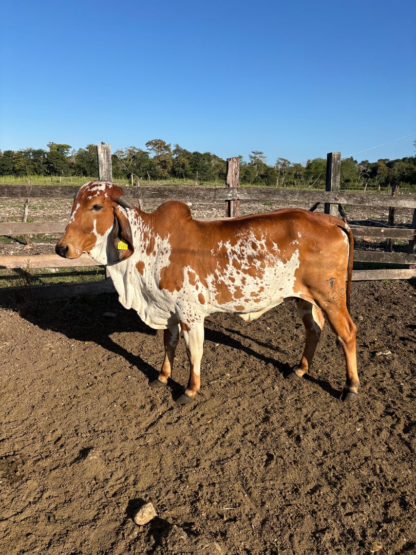 La Josefa - donadora Gyr hija de Fardo F Mutum - vaca lechera tropical Rancho Las 3 Jotas