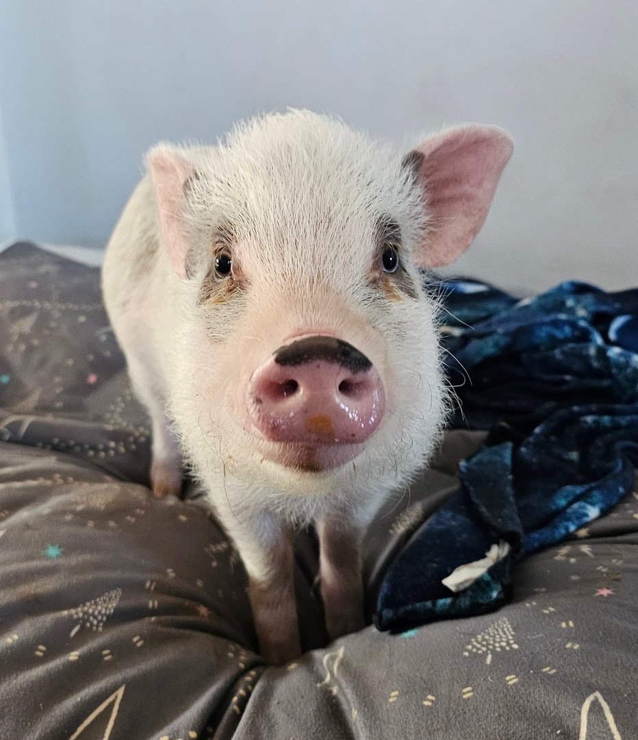 Dot the Calm Cuddler