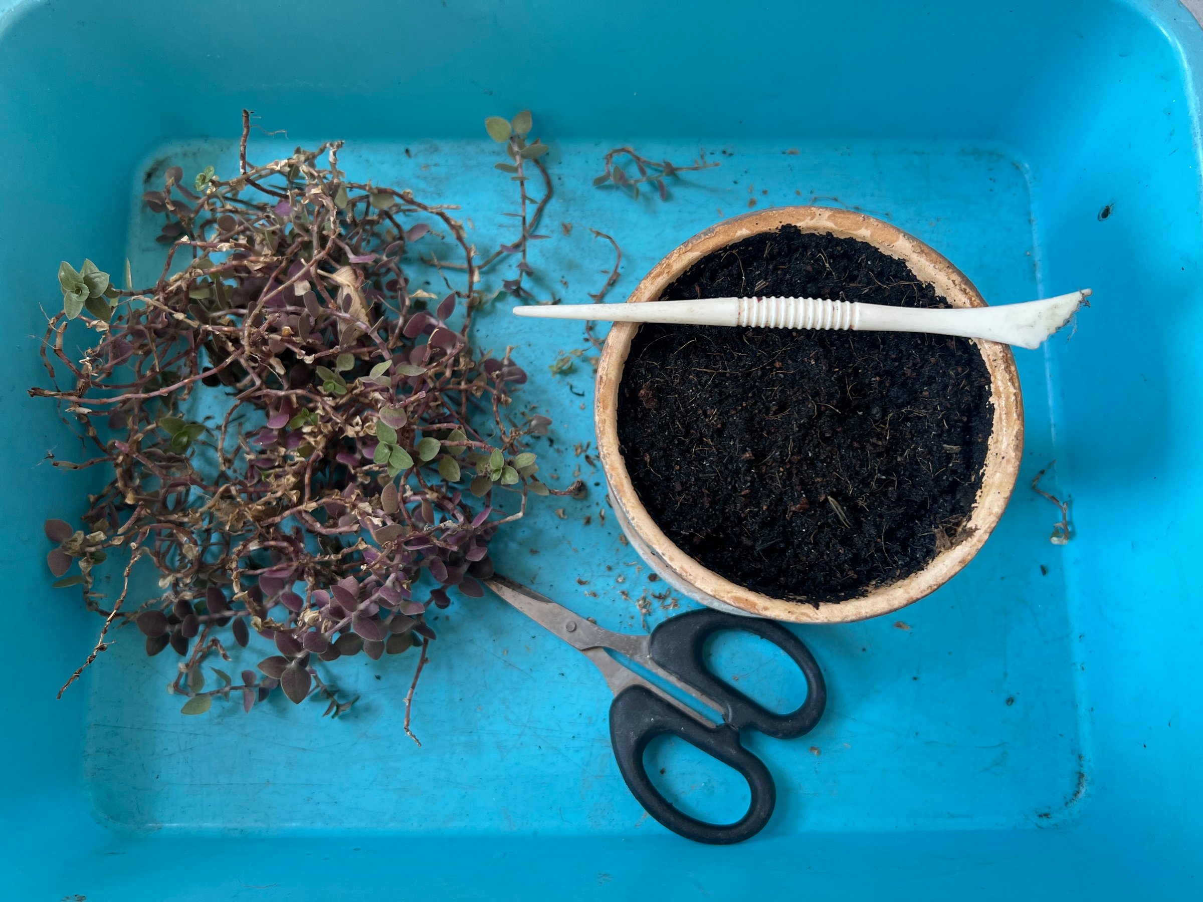 Composting and Gardening Supplies on Teal Tray