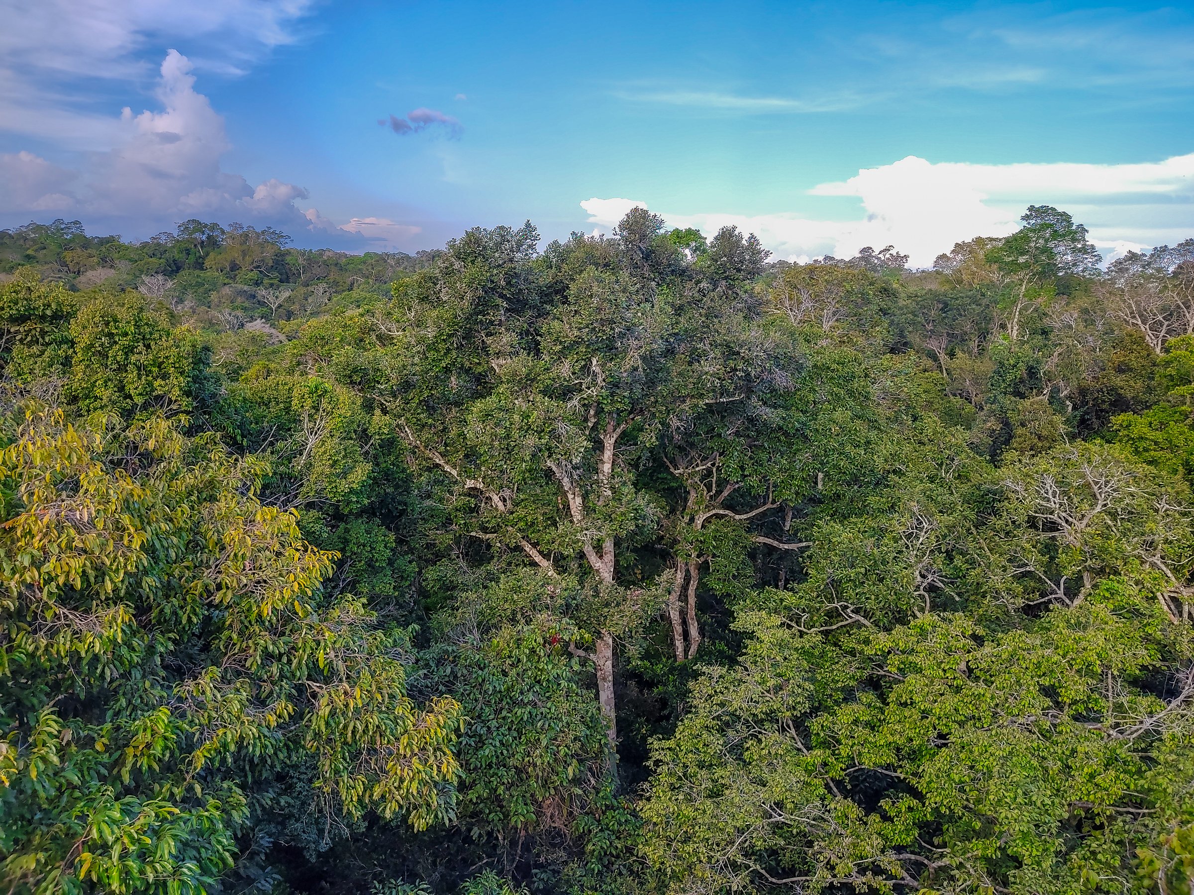 Vista aérea con dron del cantón Cuyabeno mostrando la selva amazónica y ríos