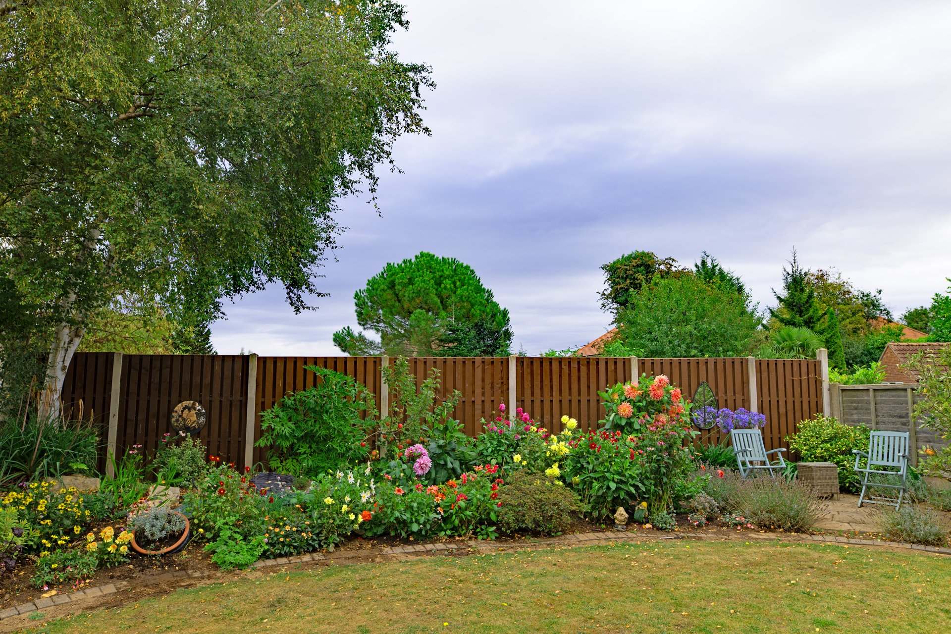 Capturing a multitude of dahlias, in full bloom, alongside the first signs of autumnal leaf fall, on the garden lawn.