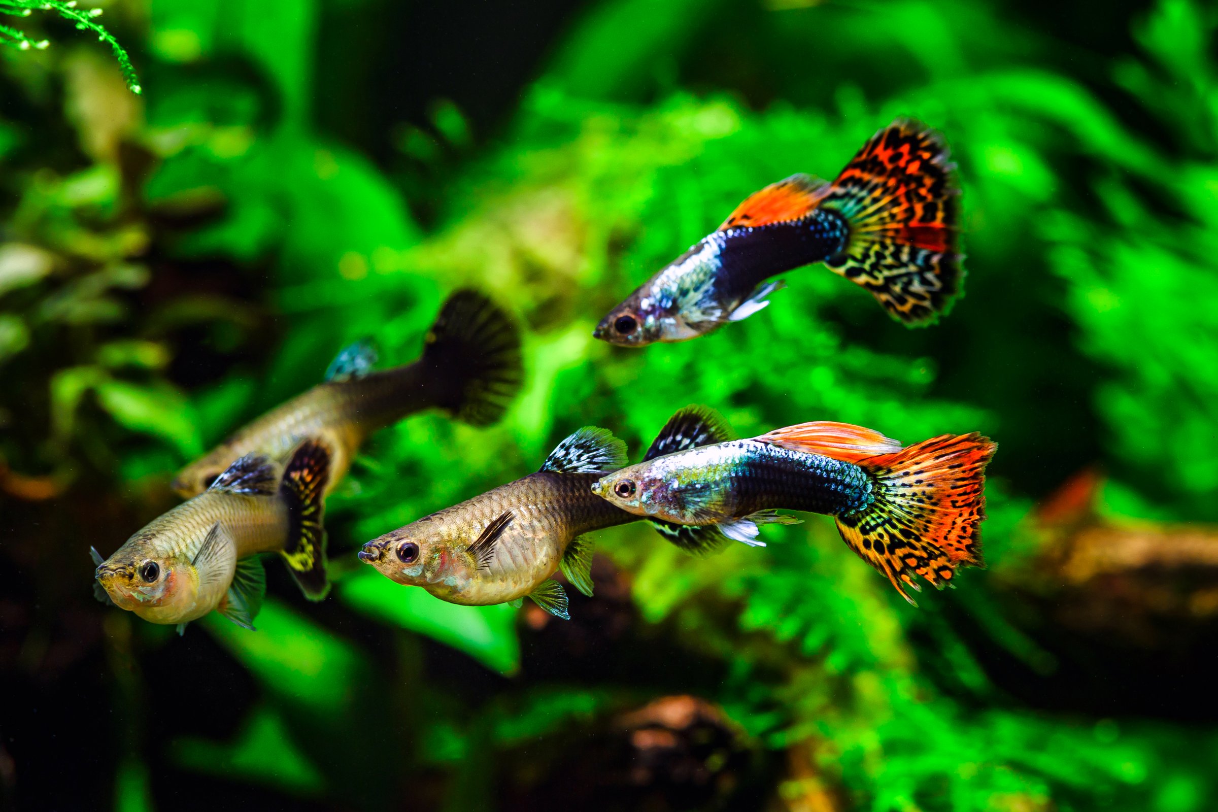 Tiger,mosaic guppy fish.Guppy Multi Colored Fish in a Tropical Acquarium.A green beautiful planted tropical freshwater aquarium with fishes.