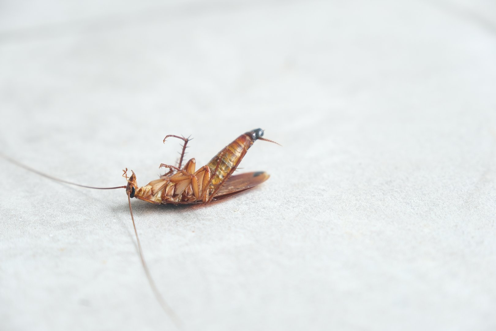 Dead cockroach on the floor after being sprayed with pesticide