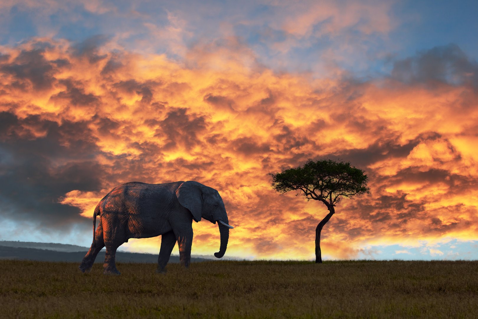 Bright hot sunset. Huge cloud over the horizon. Wild elephant grazing, looking for food on grass field. Magical Africa. Journey to the hot mysterious continent.