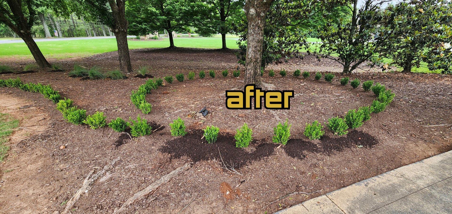 Boxwood Row Plantings - Professional boxwood hedge installation at Waterford subdivision estate