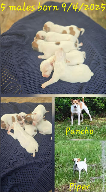Mom and Dad Jack Russell Terriers with their puppies at Tomlin Farms