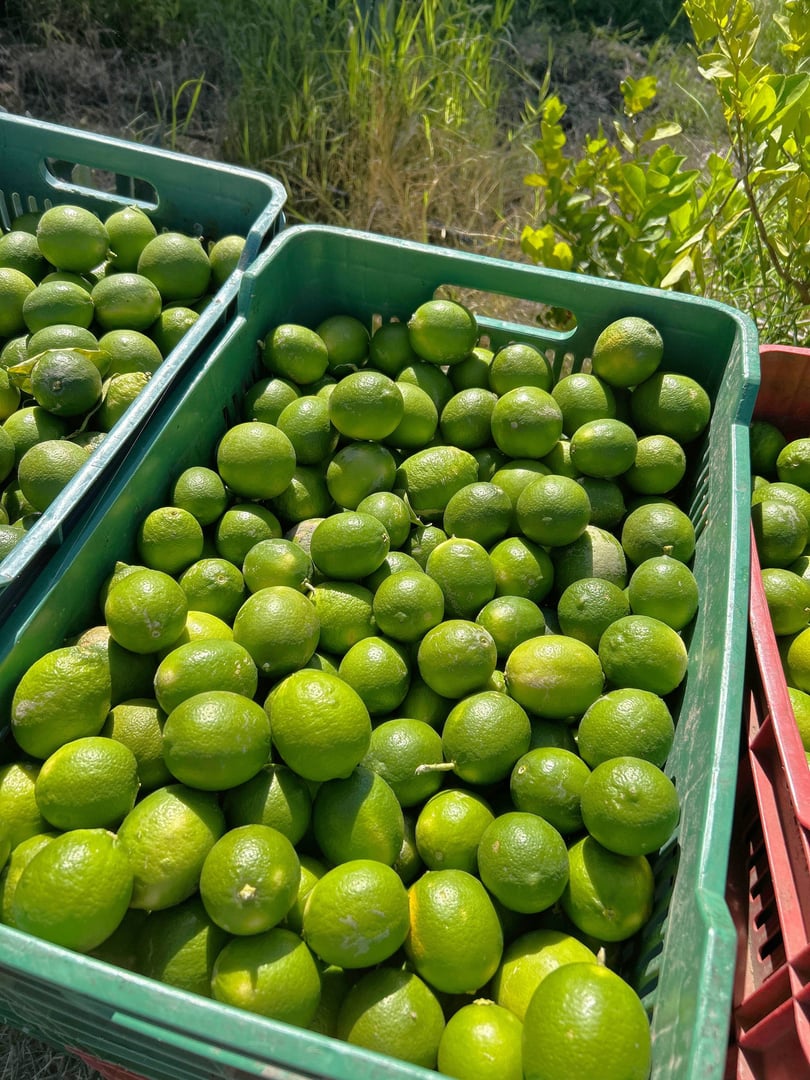 Fresh citrus fruits showing premium quality lemons and fresh produce