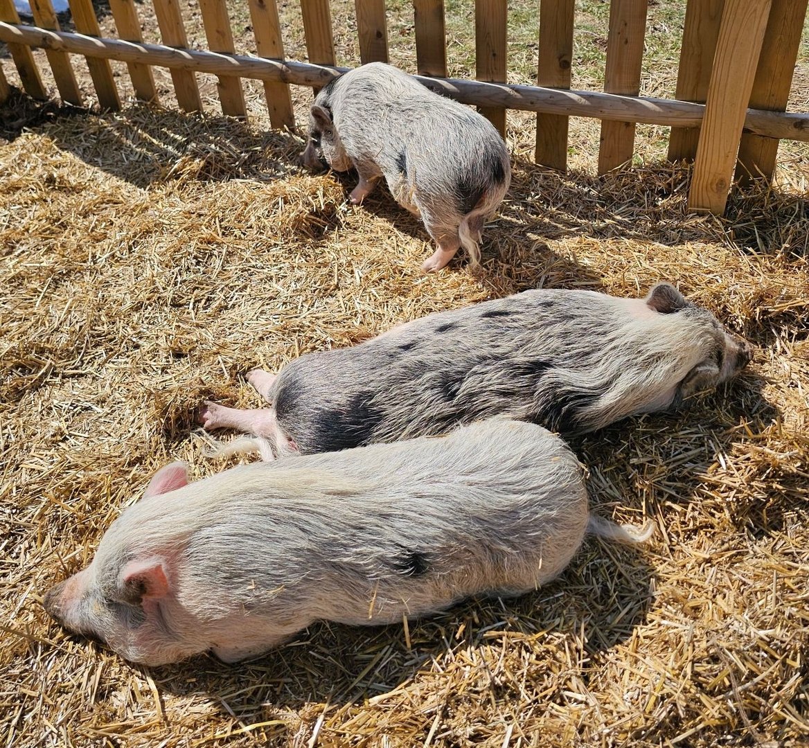 Pigs in peaceful sanctuary