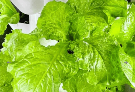 Hydroponic growing system