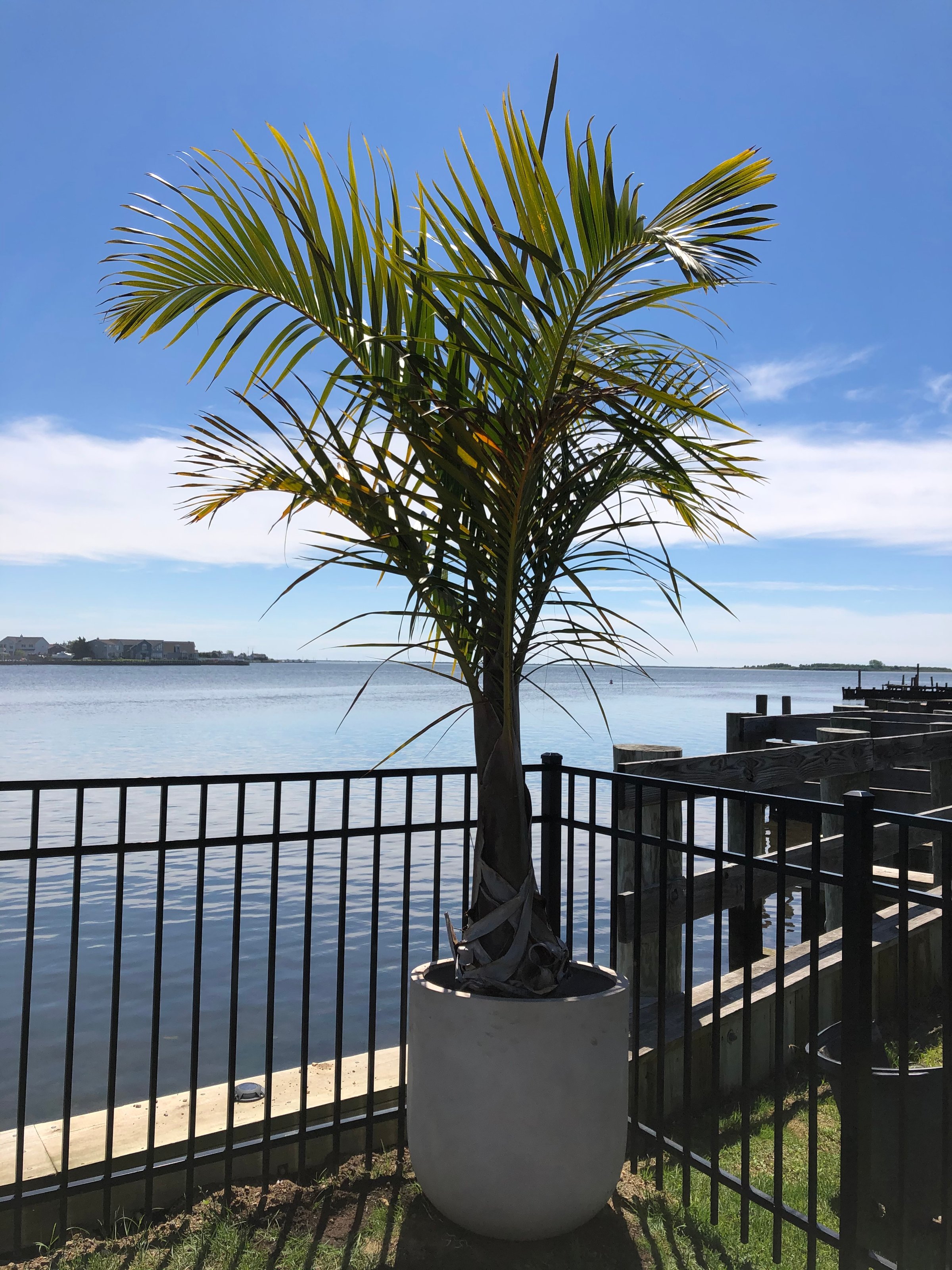 Palm tree delivery and placement