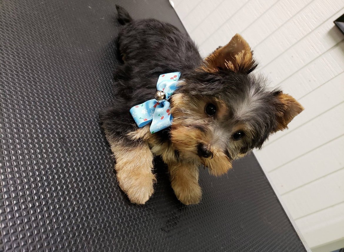 Dog grooming salon at Puppy Love Grooming