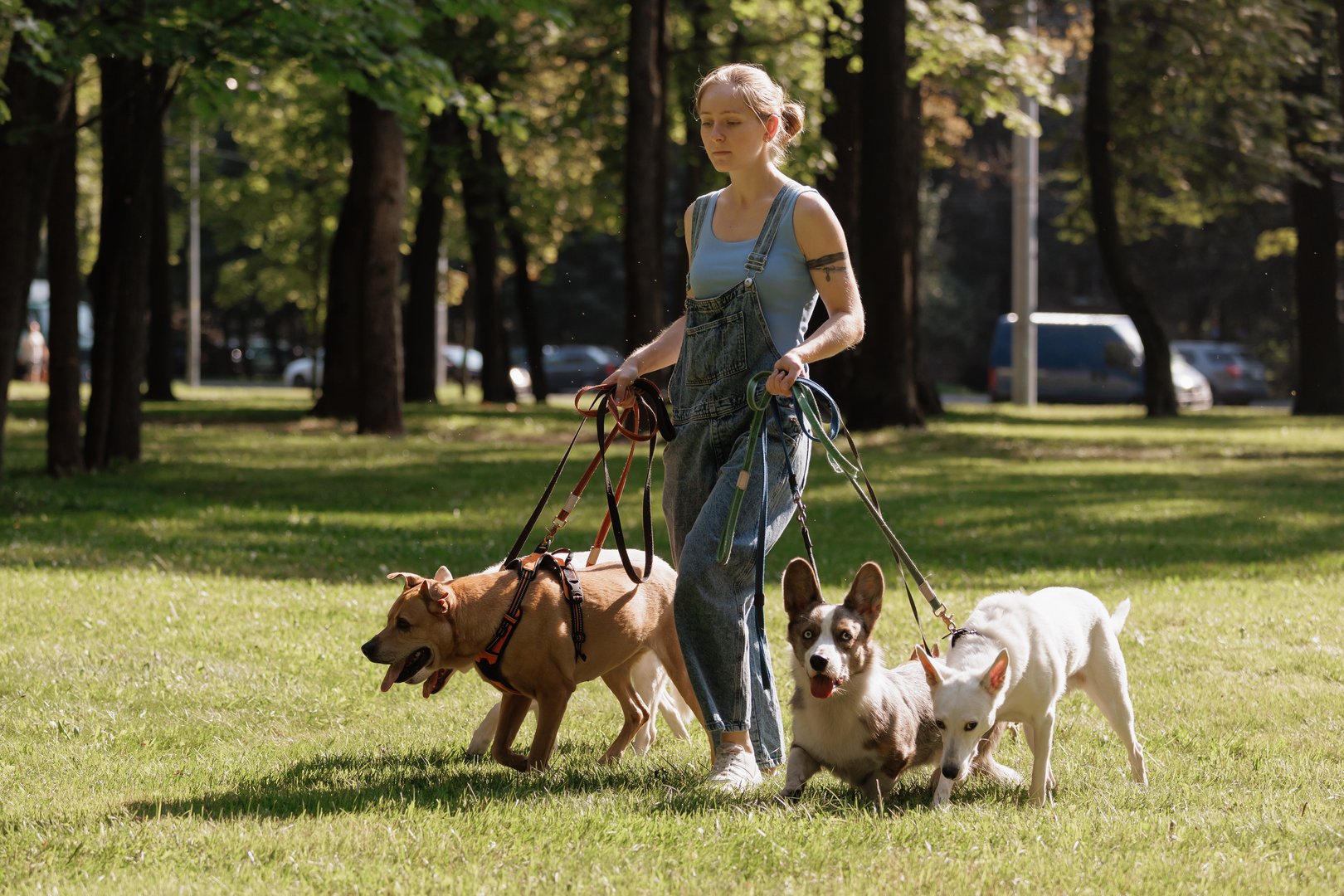 dog walker, dog handler on a walk with their pets. owner of the pet walks through meadow of park and keeps dogs on leashes. love for people and pets. dog walking and training, a pack