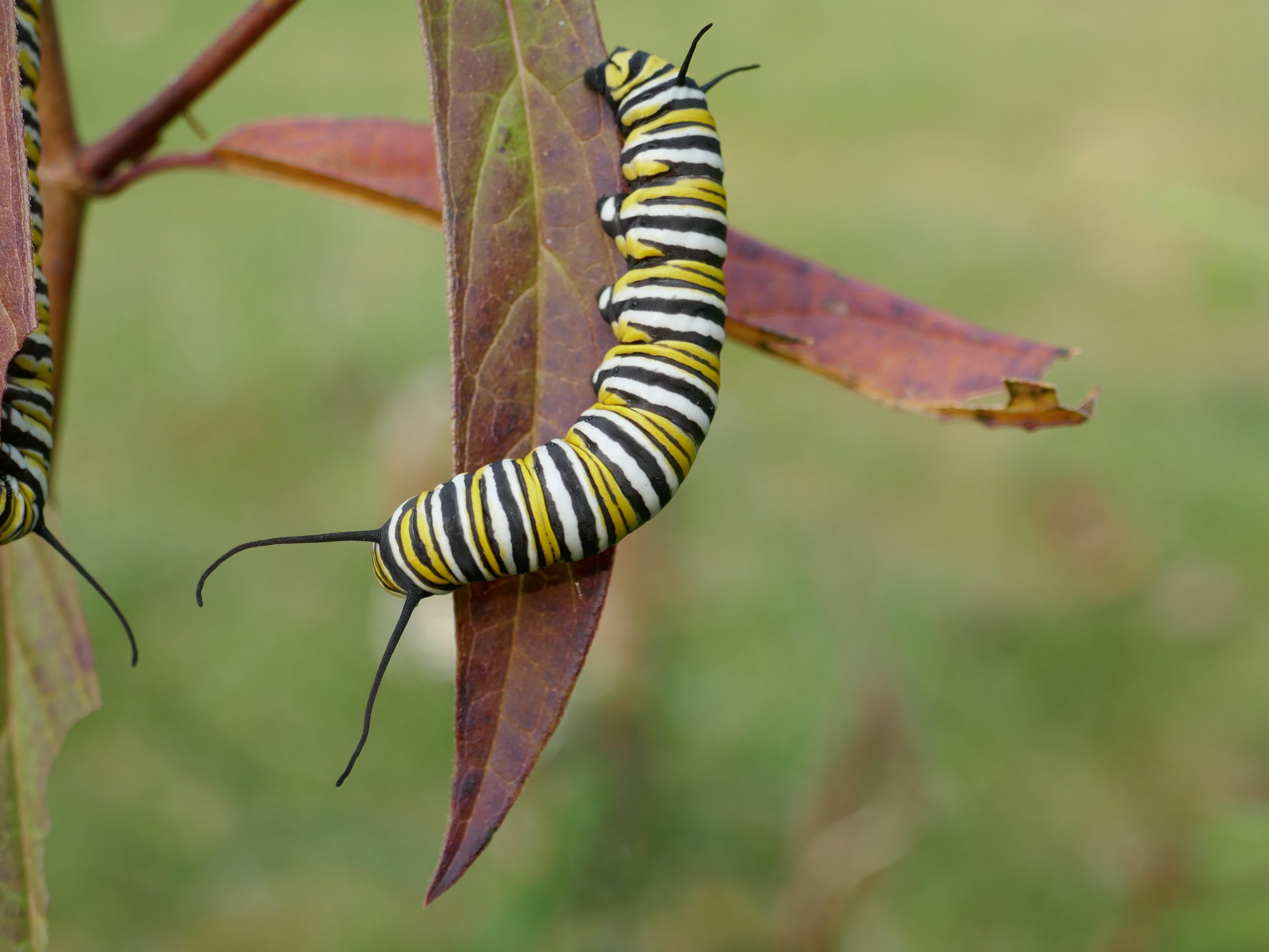 Monarch caterpillar on leaf