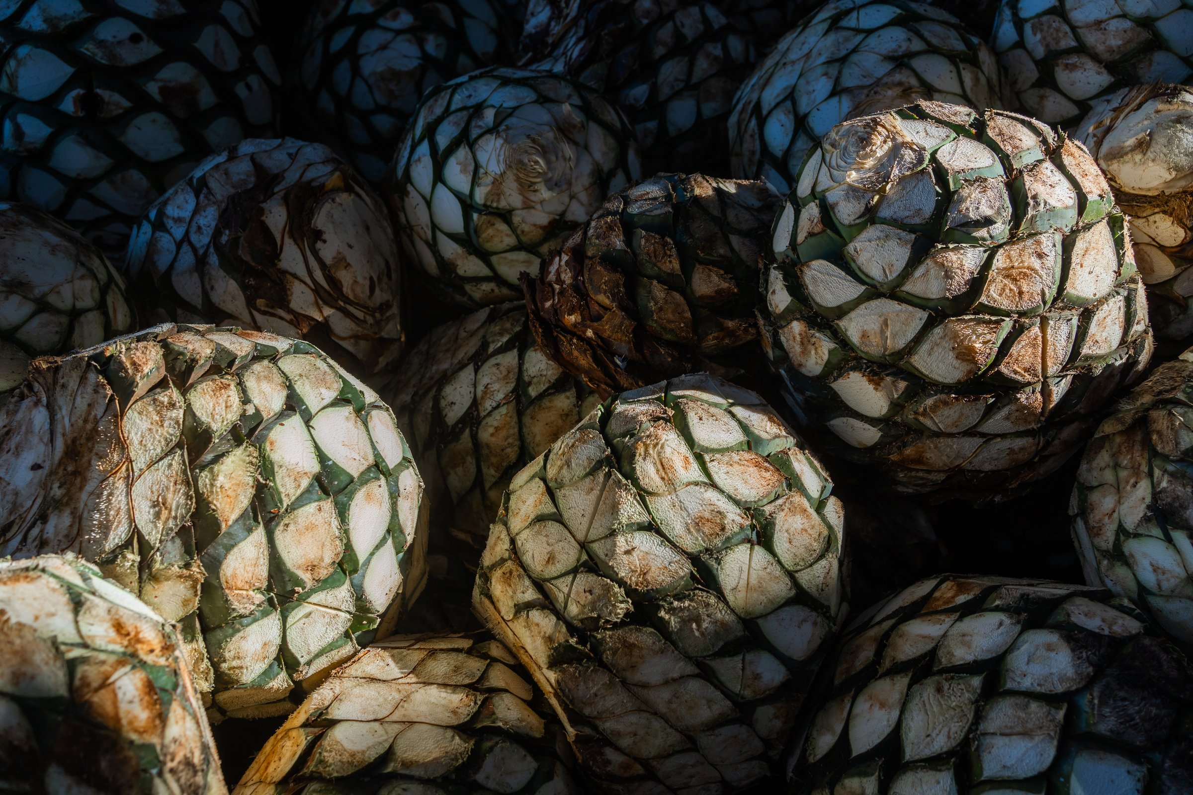 Agave plants to make tequila from Jalisco.