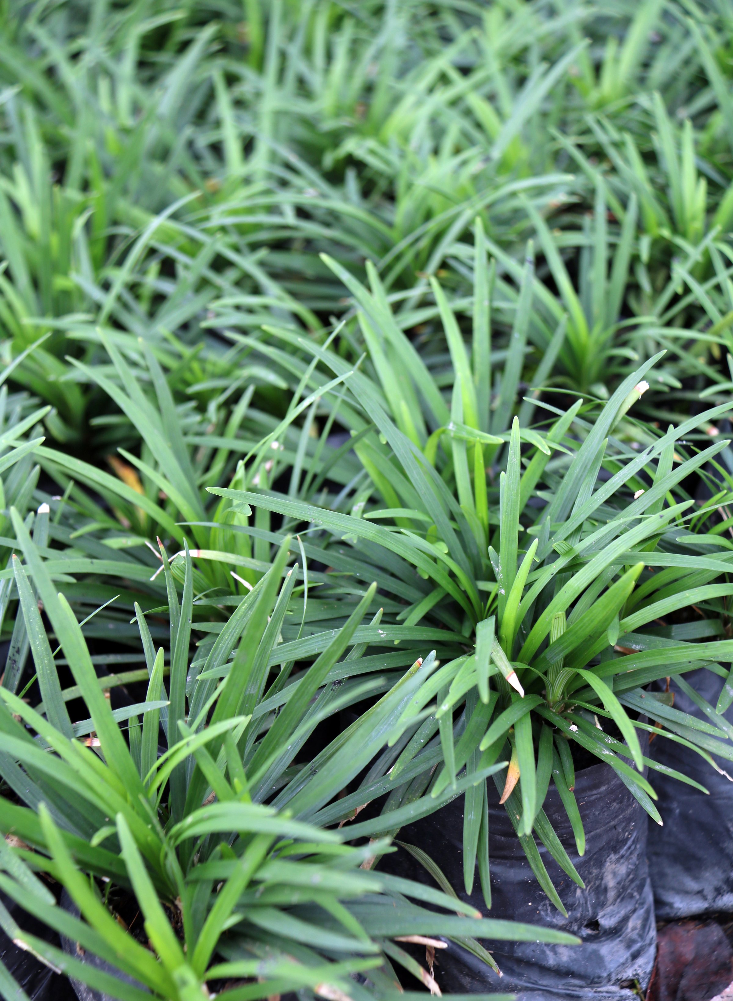 Plant in Tray 2