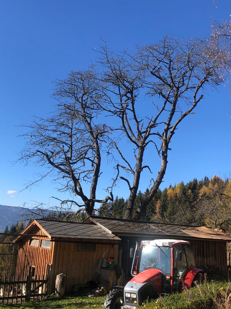 Forestry Work Detail 2