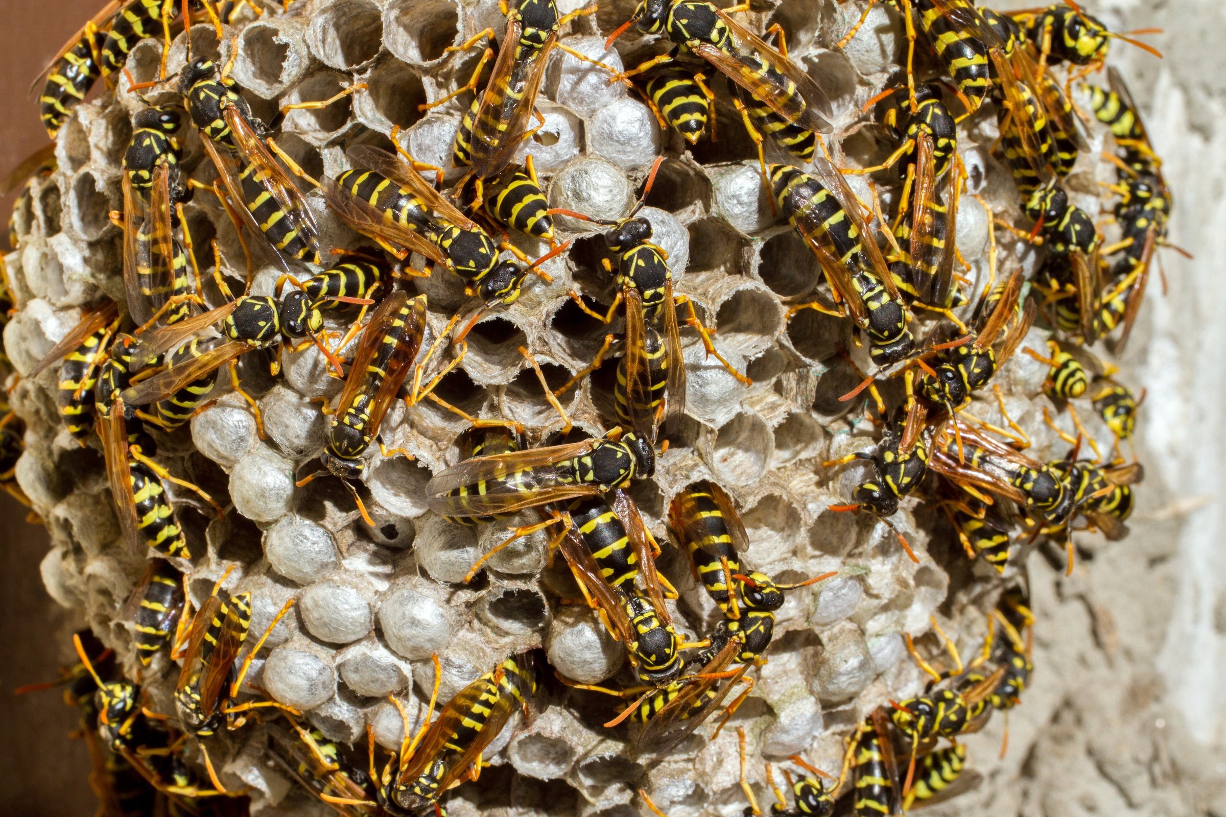 A lot of wasps on the nest. Wild wasps close-up. A large hornet's nest with live wasps.