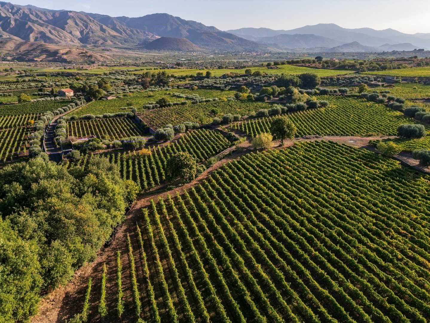 Picturesque vineyard landscape in Sicily, Italy. Rows of grapevines stretch across rolling hills, with majestic mountains in the background. Lush Mediterranean countryside showcases Italian winemaking regio