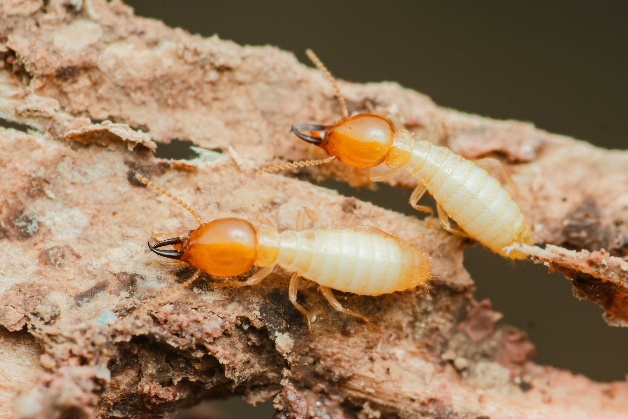 Termites feeding on wood