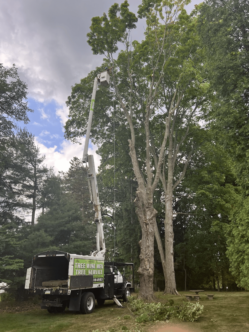 Tree Trimming Project