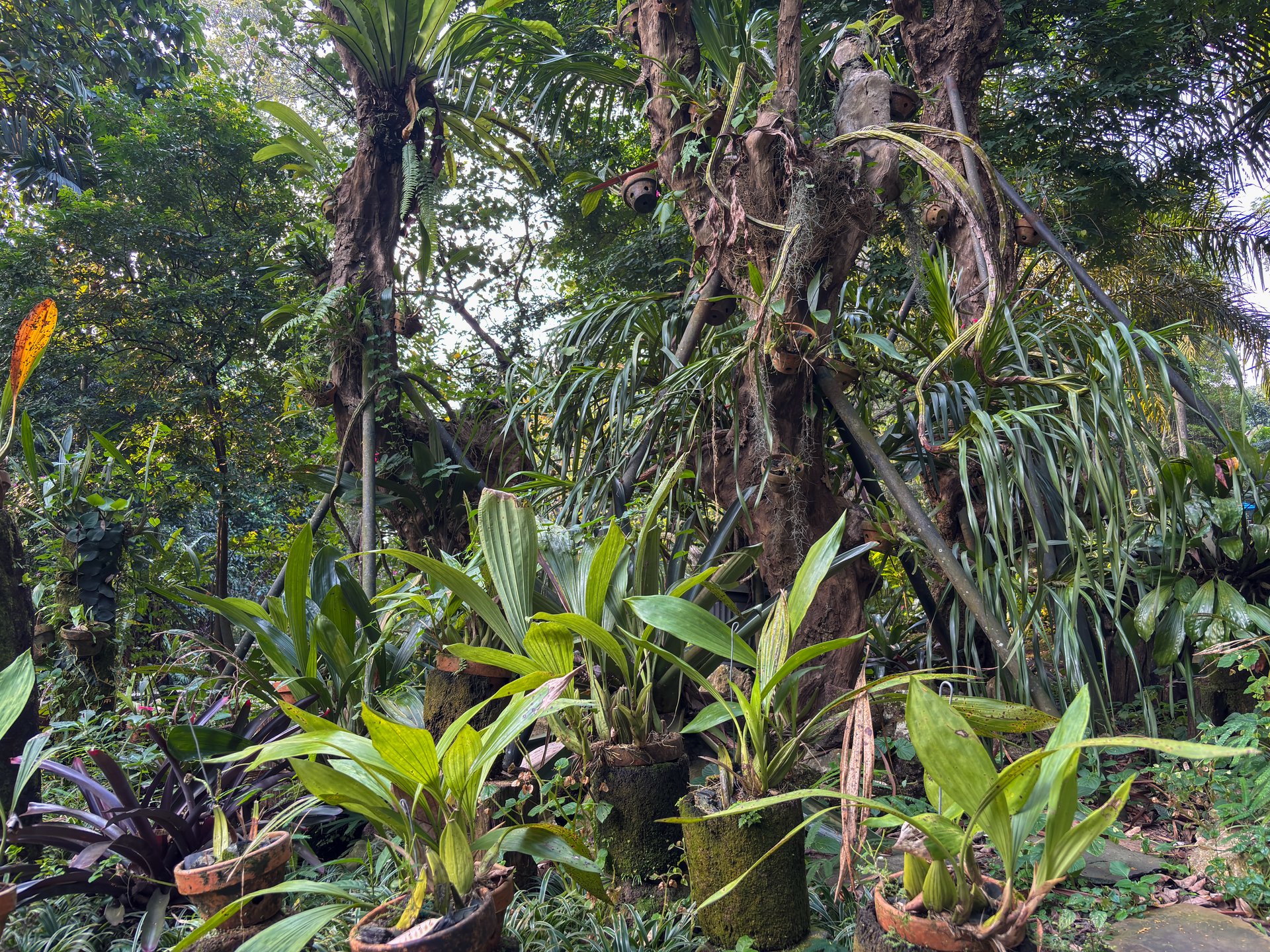 tropical garden scene with various lush plants, including orchids (Orchidaceae) and ferns, in pots and growing on tree trunks.