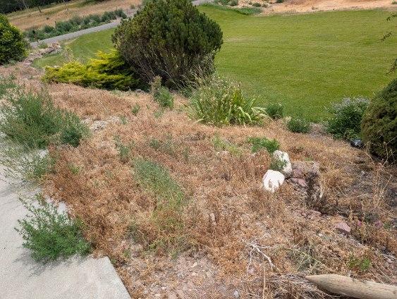 Green Haven Landscaping project before