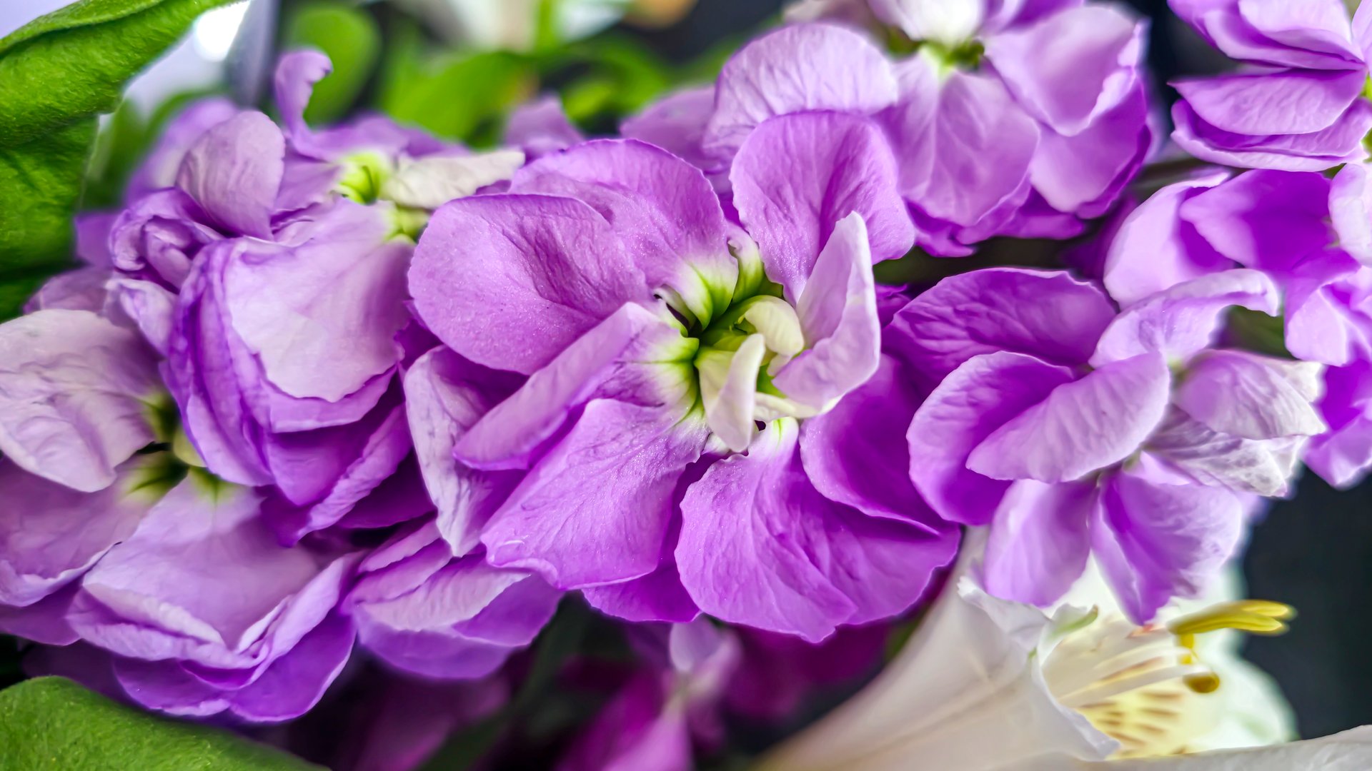 Bouquet of delicate lilac pink and red matthiola flowers on a light background. Gift for a holiday