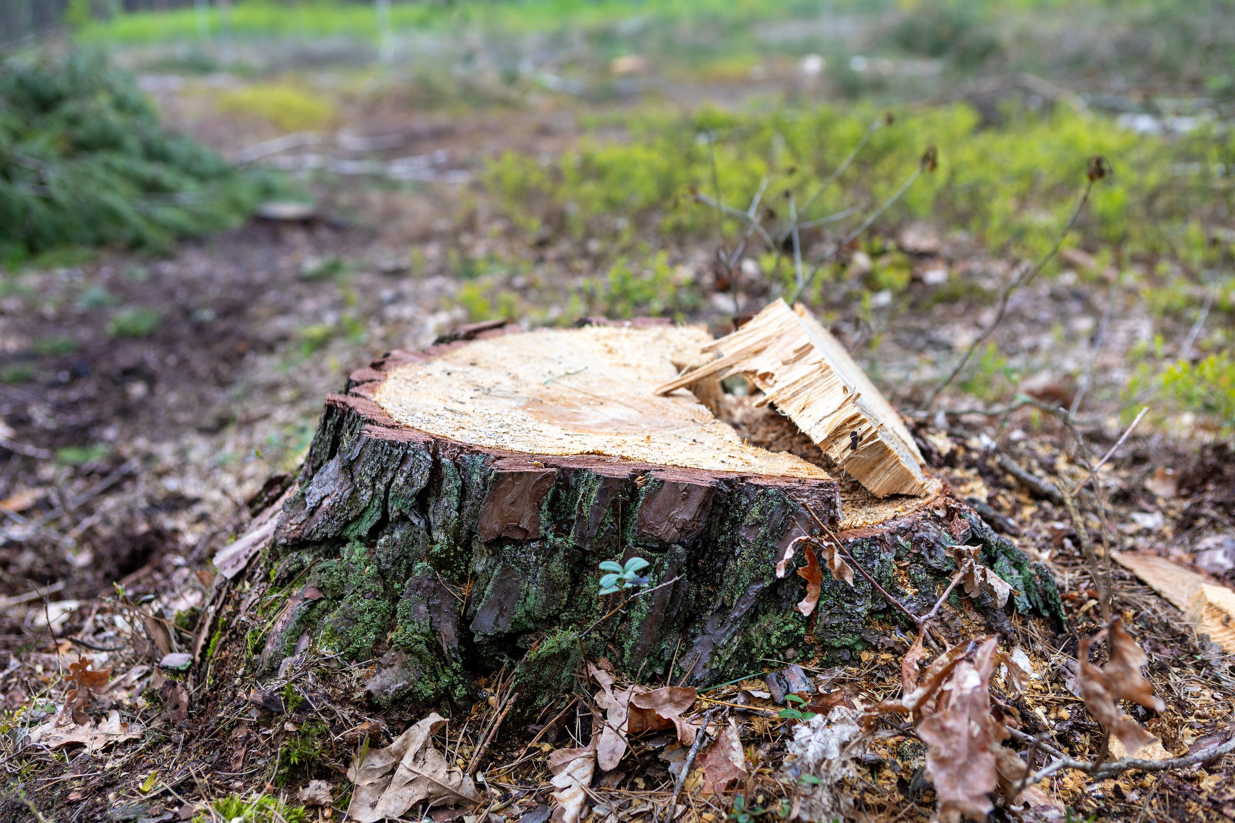 A freshly cut tree stump is visible in a forest clearing surrounded by scattered leaves and greenery.