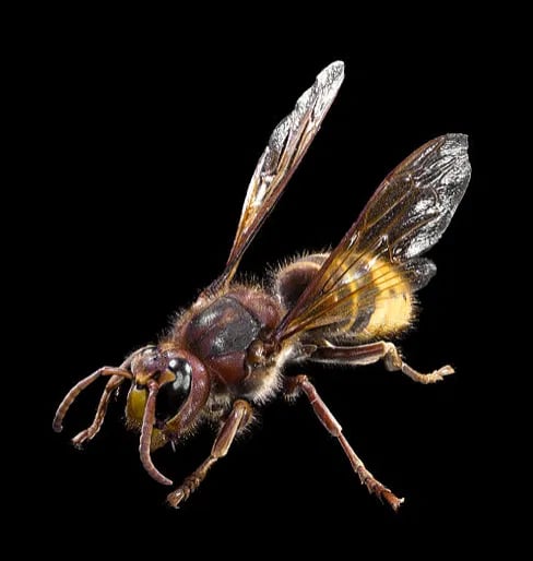 Geithams - Vanlig veps i Norge