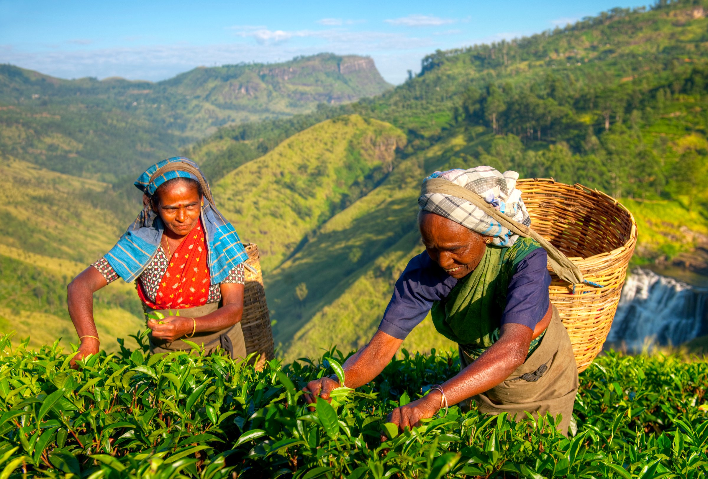 Nepalese women picking tea leaves in lush green tea garden