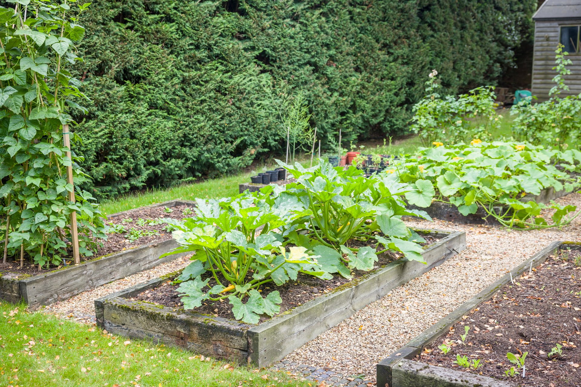 Vegetable garden