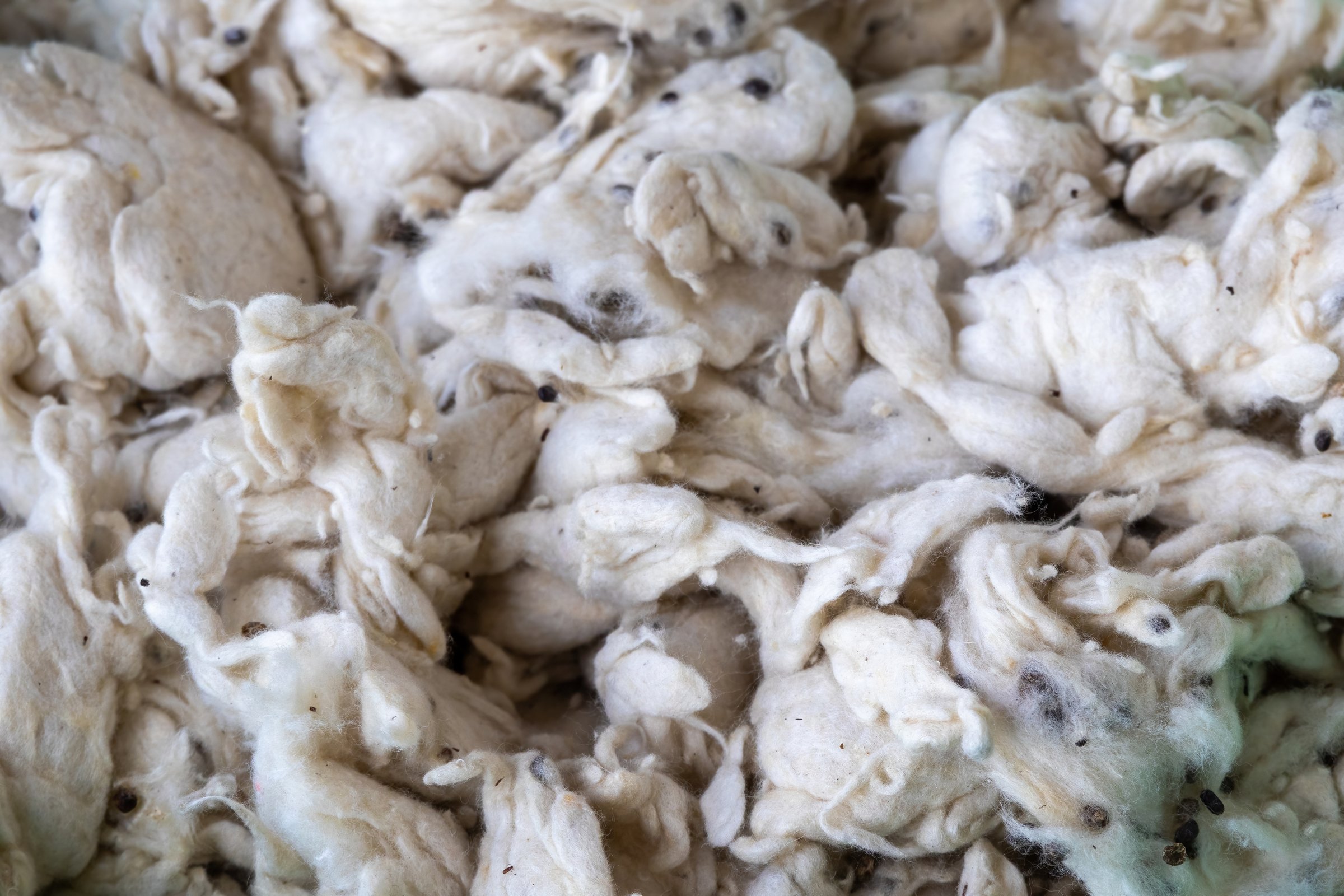 Close-up of fluffy Silk Cotton Tree (Bombax ceiba) fiber texture background. Soft, natural white Kapok or Shimul Tula for filling bedding, pillows, and mattresses. Traditional organic textile material