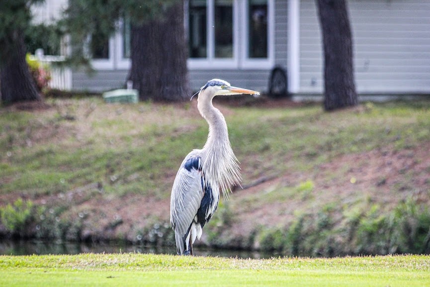 A heron standing on grass near a pond, with trees and a house in the background.