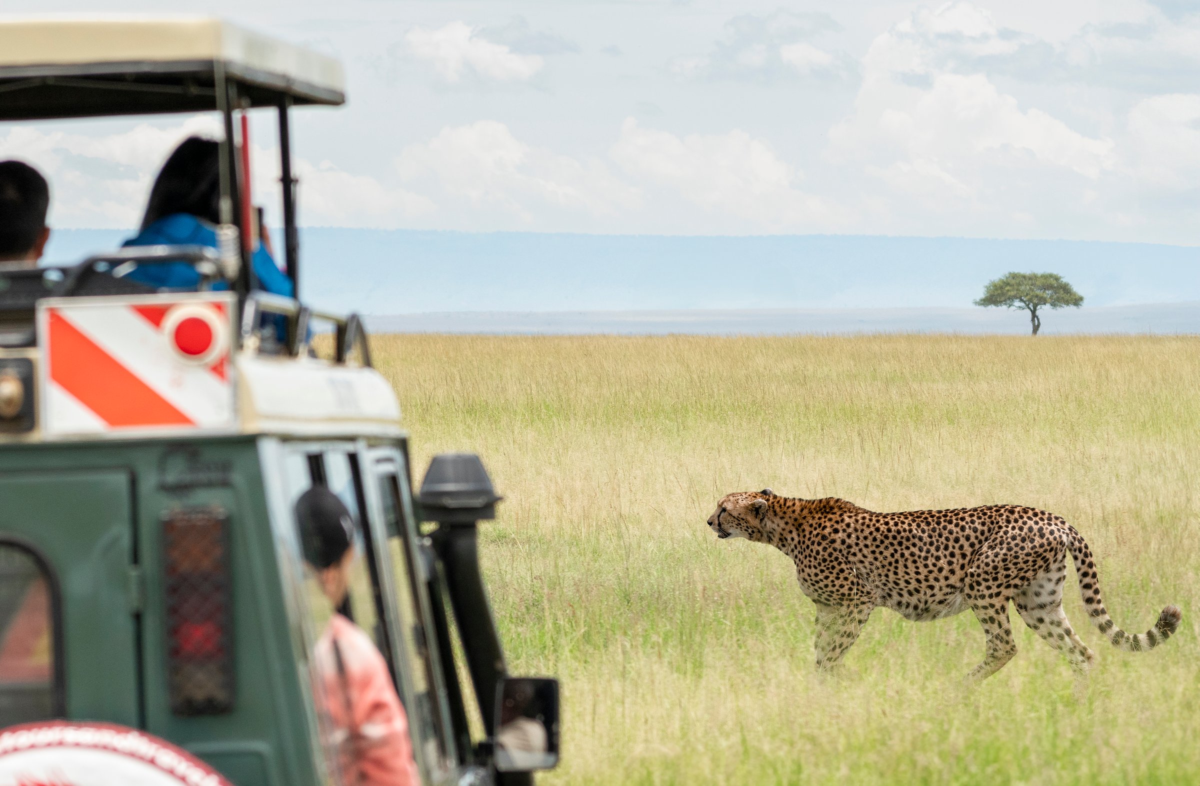 People in a safari vehicle observe a cheetah walking through the grassy savanna.