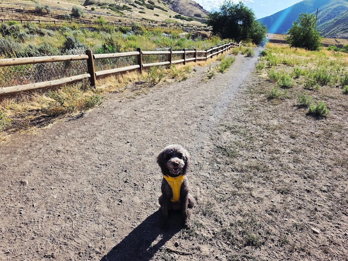 Walking dog in Salt Lake City