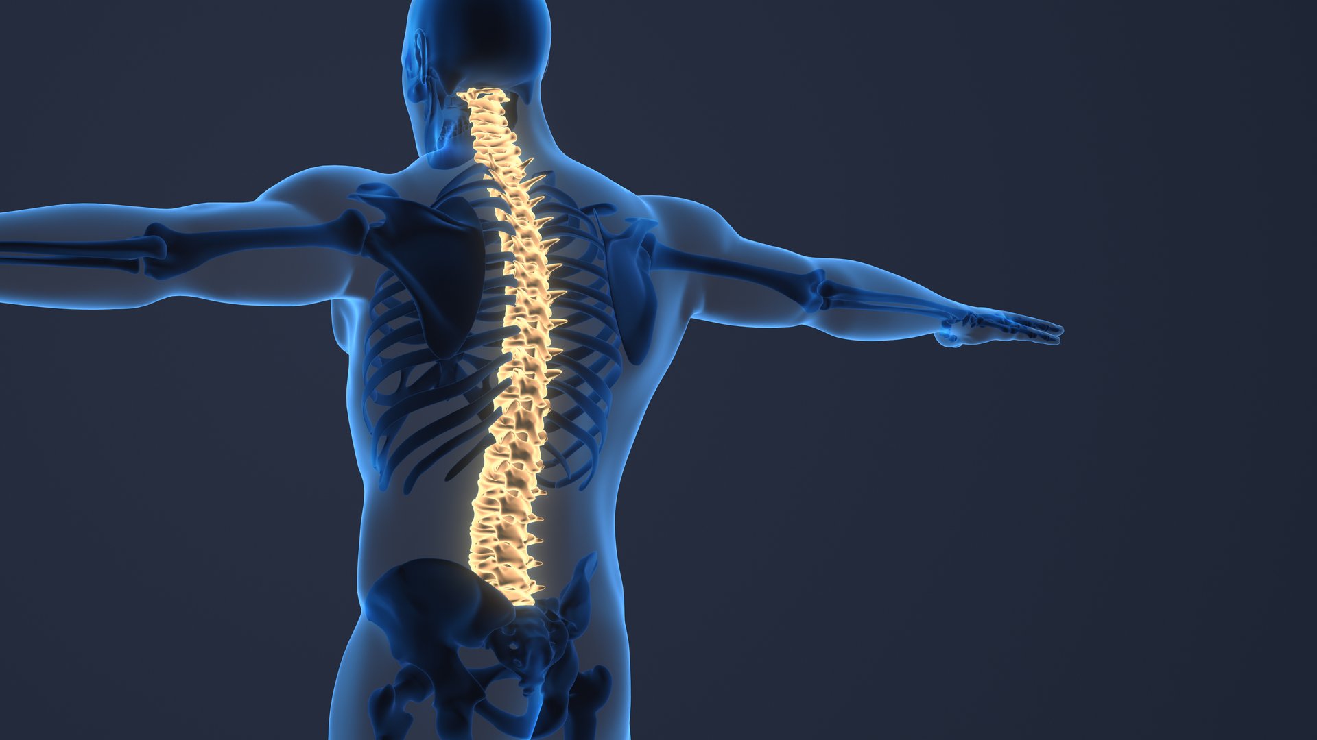 Spine posture alignment medical illustration