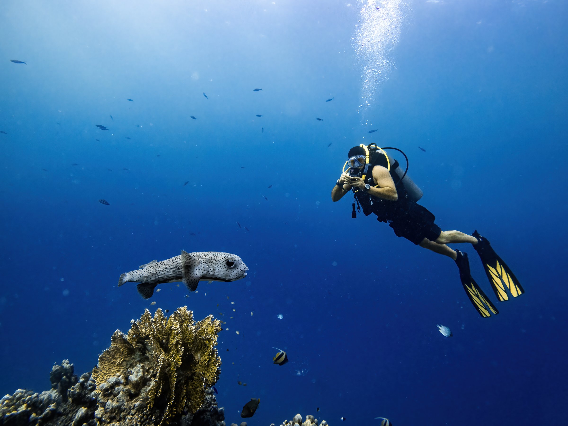 Scuba diver takes photo of a large spotfin burrfish, porcupinefish, underwater scene with exotic fishes and coral reef of the Red Sea