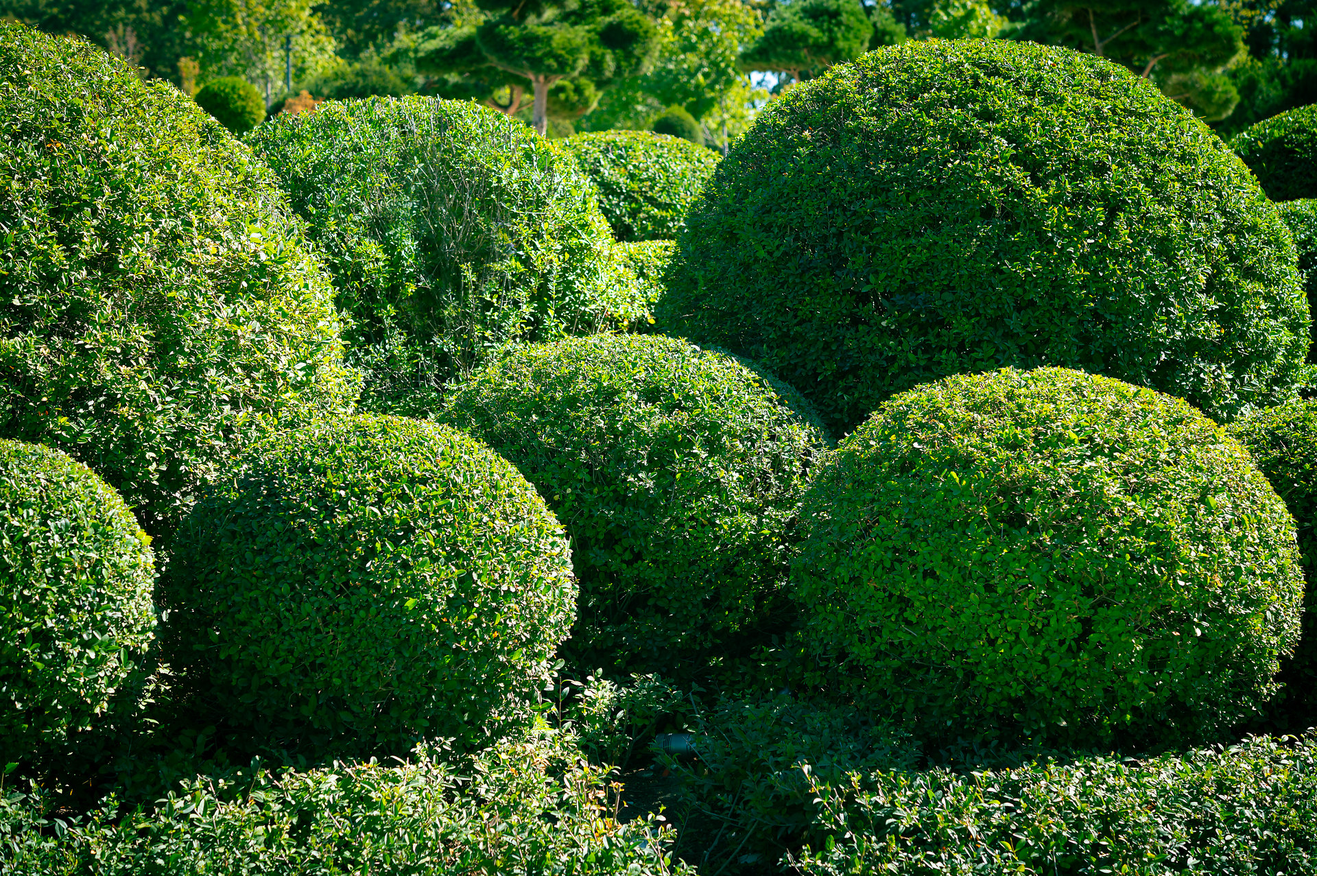 Evergreen spherical shrubs in a flowerbed are a decorative element of landscape design.