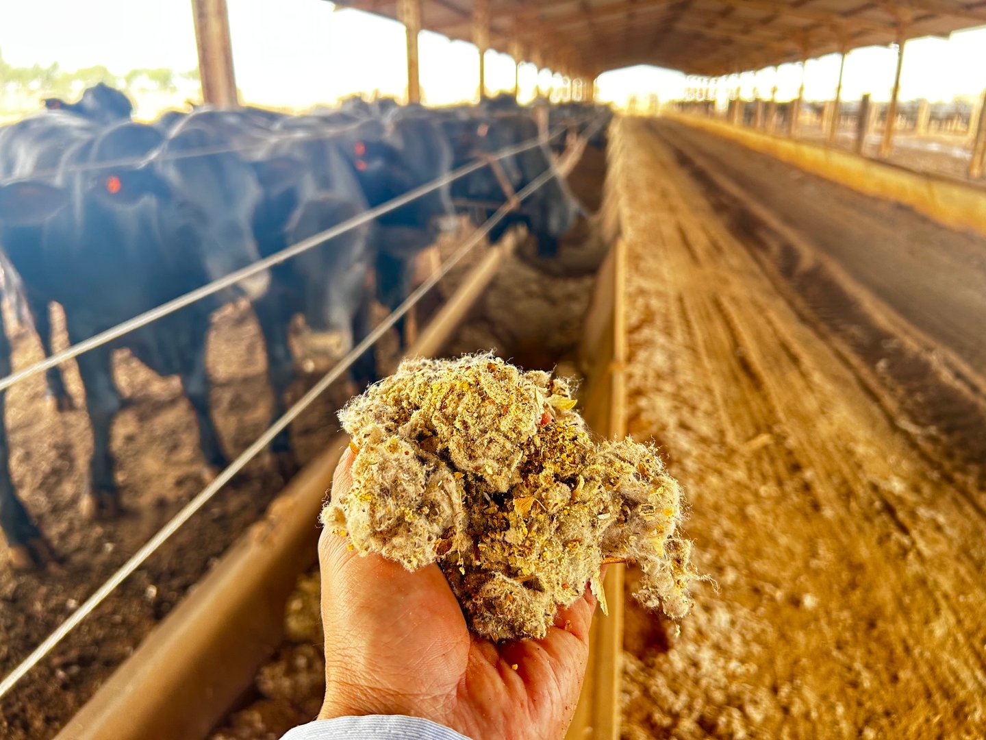 Feedlot diet for confined cattle