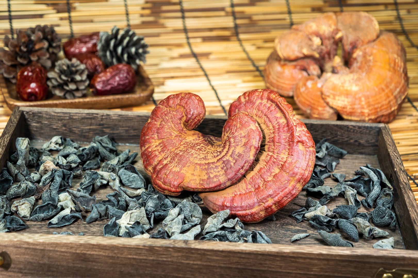 Close-up of a reishi medicinal mushroom (Ganoderma lucidum). This highly detailed polypore mushroom, also known as lingzhi, is used in traditional Chinese medicine.