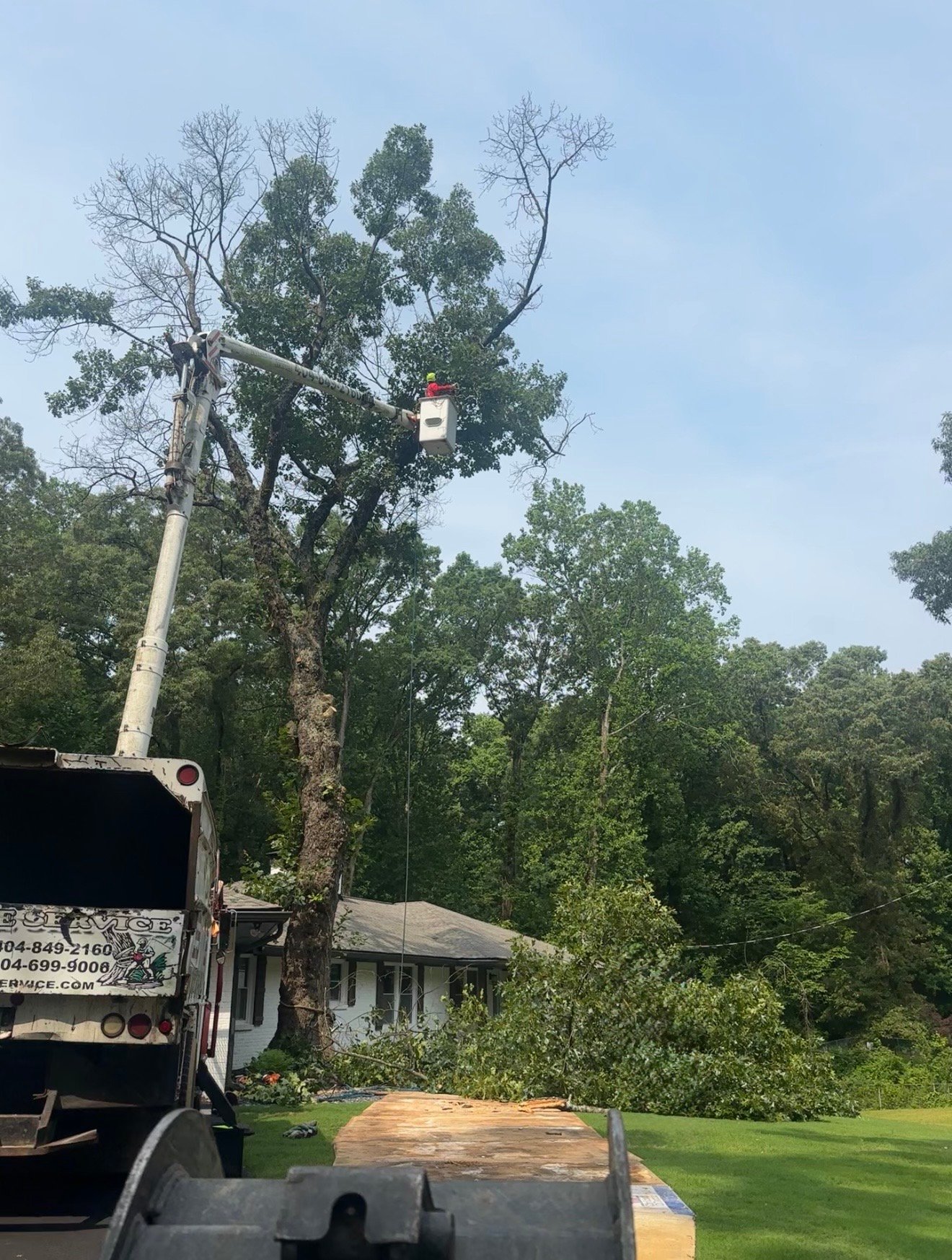 Tree trimming and pruning service