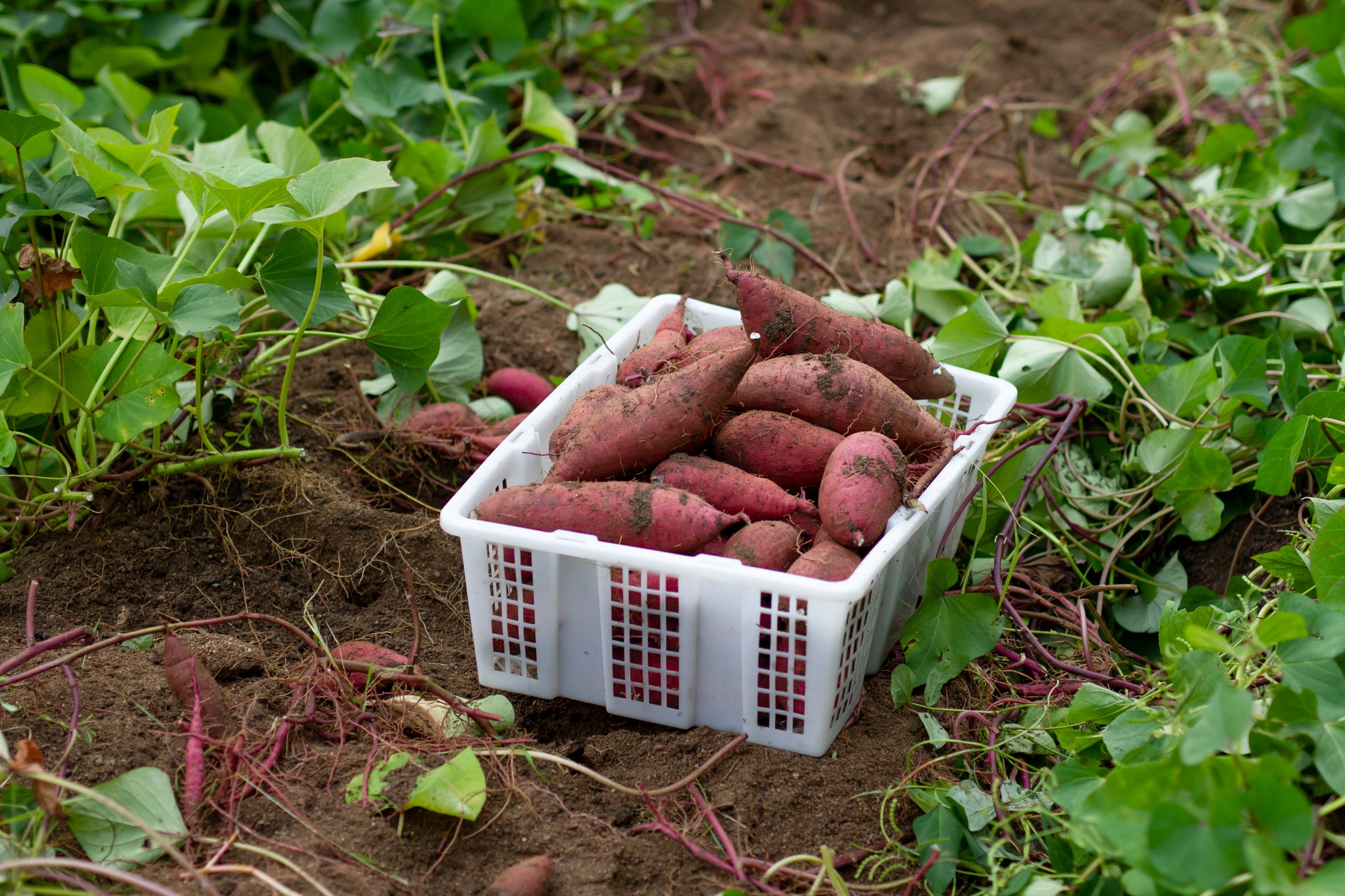 Basket of fresh sweet potato
