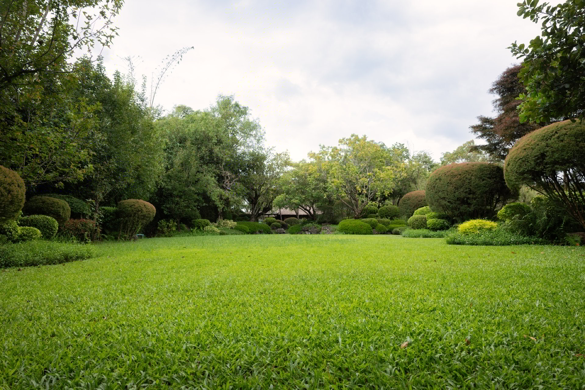 Lush lawn with trees and plants