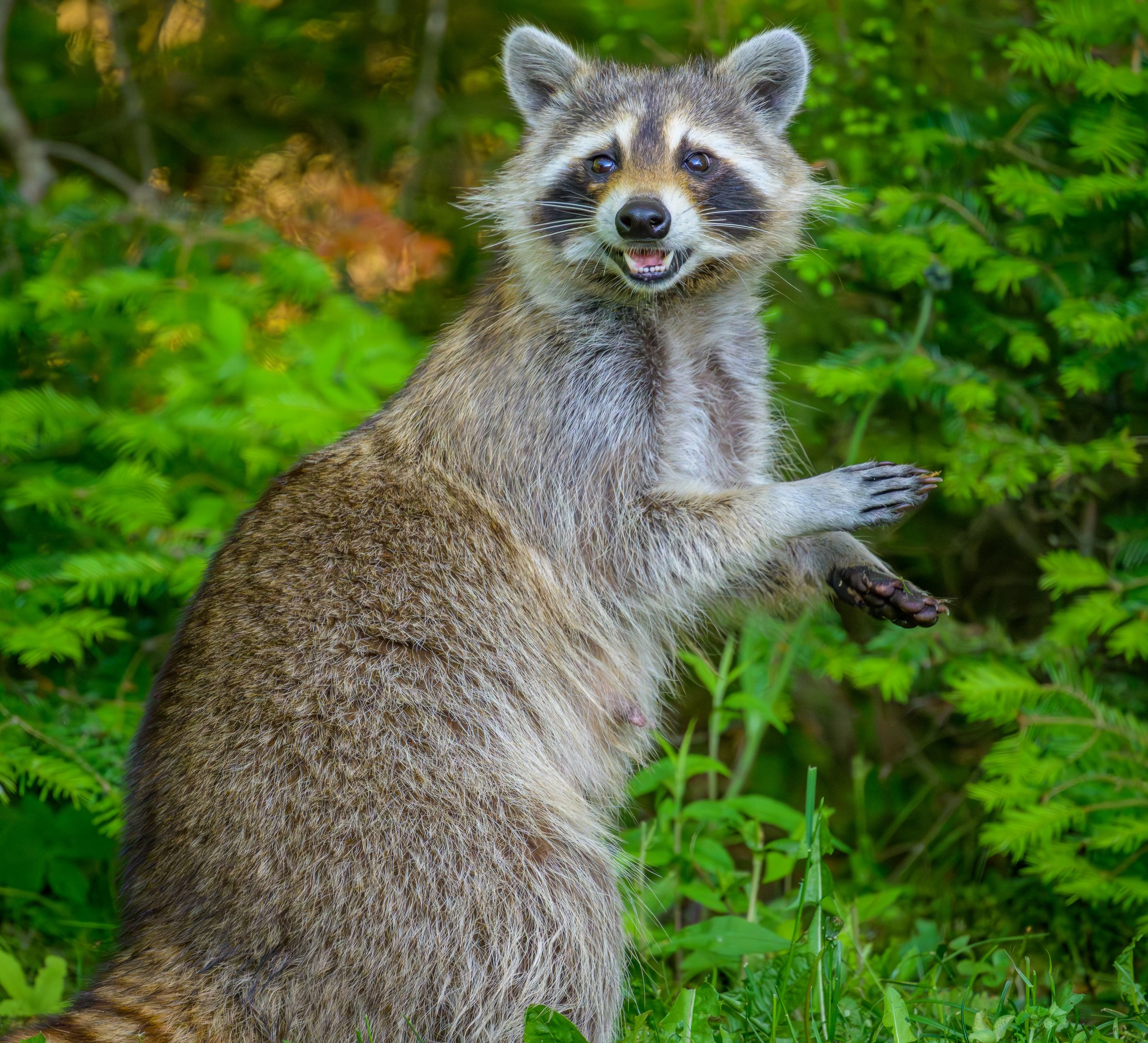 Side view of Common Raccoon resting on hind legs looking at camera and smiling