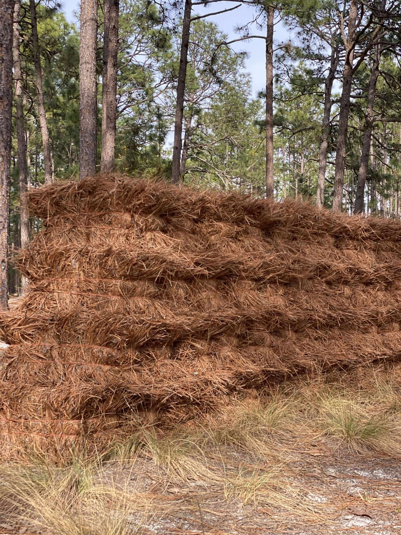 Long Leaf Pine Straw