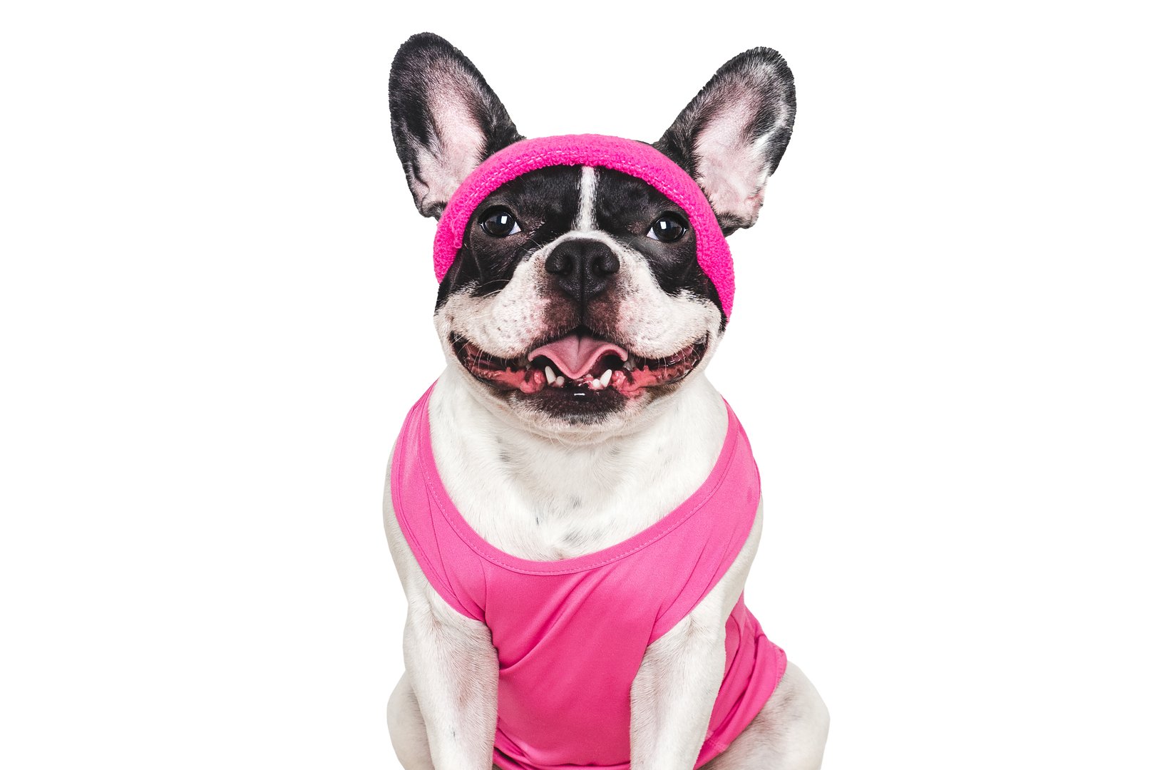 Cute puppy, pilates tank top and headband. Preparing for pilates class. Close-up, indoors. Studio photo. Concept of care, education, obedience training and raising pets