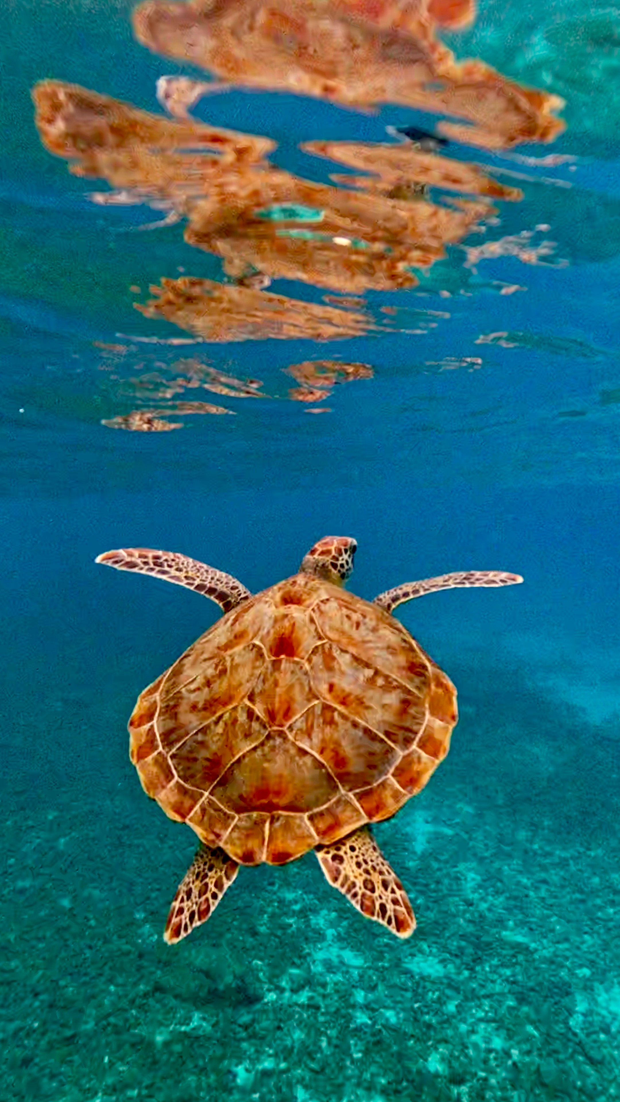 A sea turtle going up to breathe reflecting below the surfade