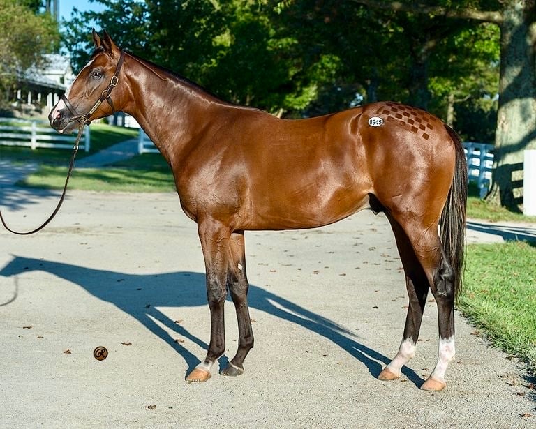 Diamond Dancer - 2024 Yearling