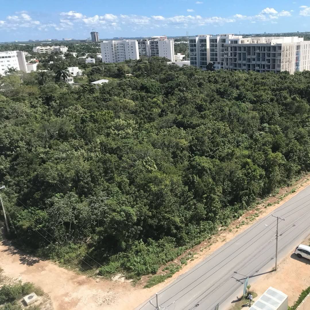 Aerial view of a green forested area bordered by a road, with buildings and a city skyline in the distance.